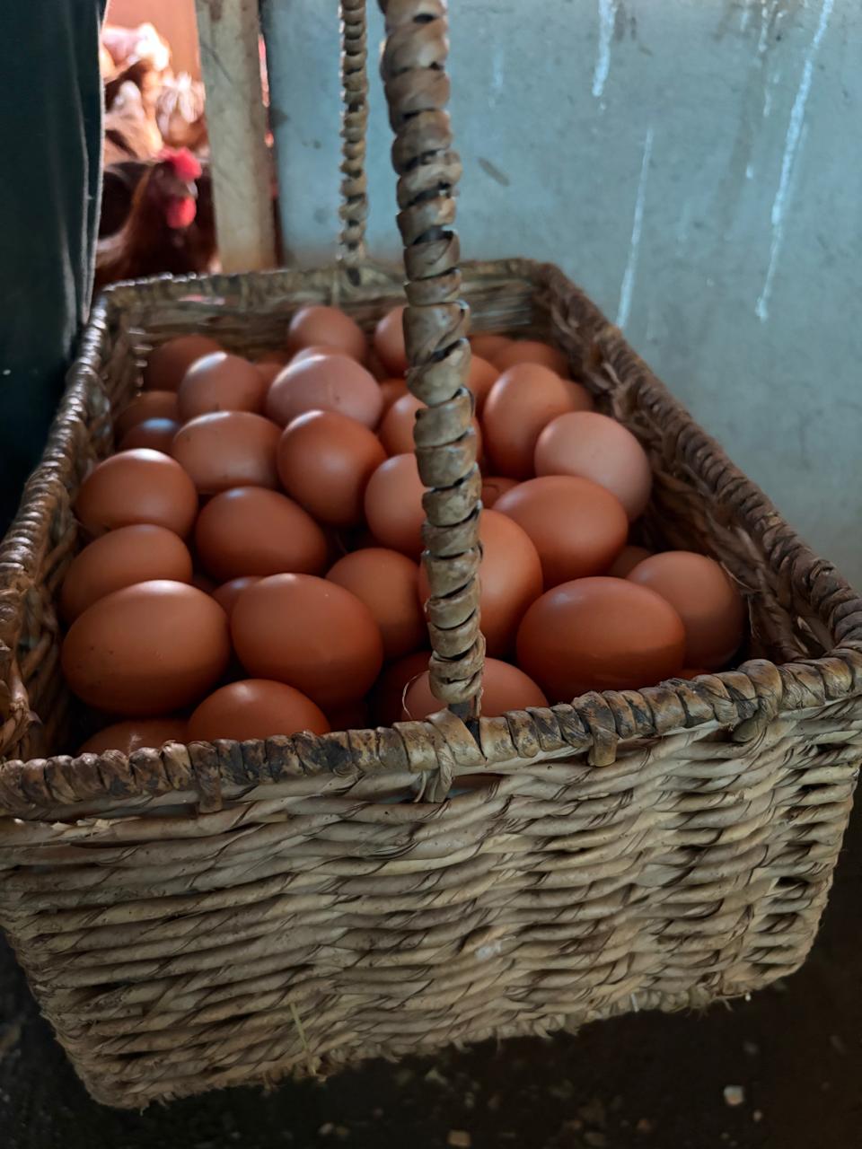 Poultry & Birds