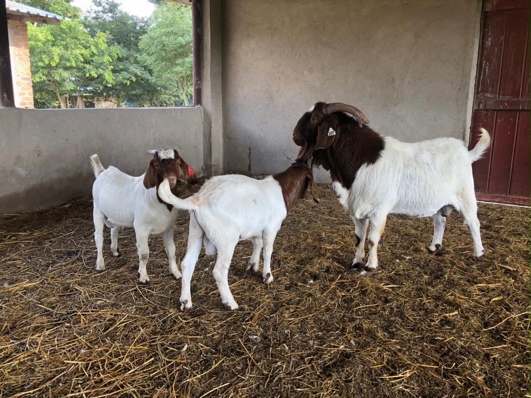 Boer Goats