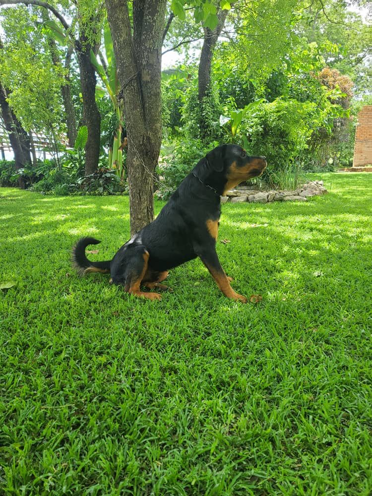 K9 Security